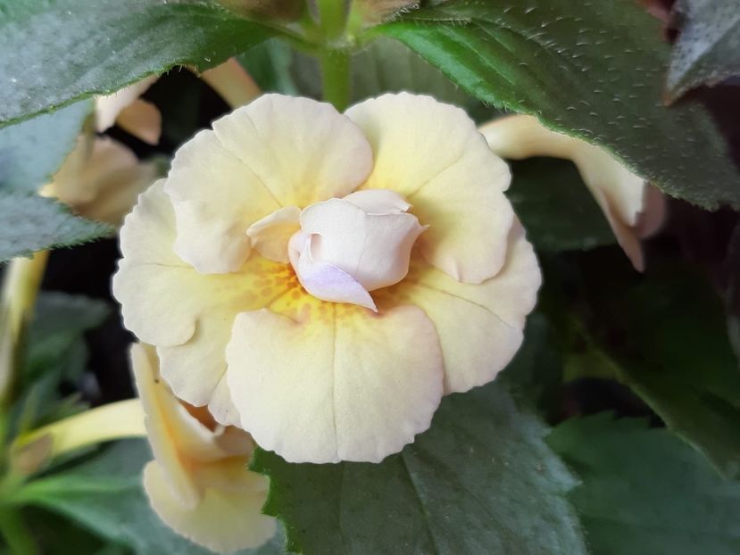Lena-Vera - Achimenes și kohleria 2019