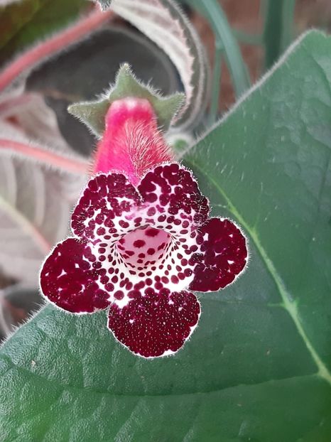 Blackberry Butterfley - Achimenes și kohleria 2019