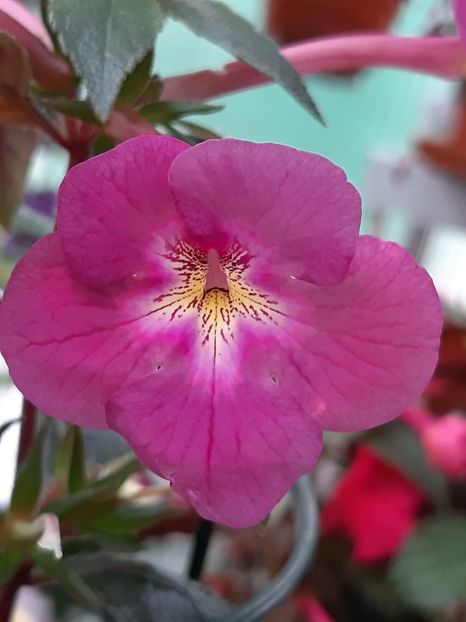 Pearly Gray - Achimenes și kohleria 2019
