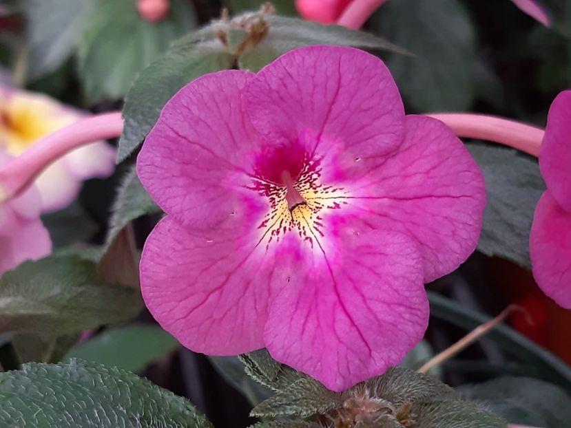 Pearly Greay - Achimenes și kohleria 2019