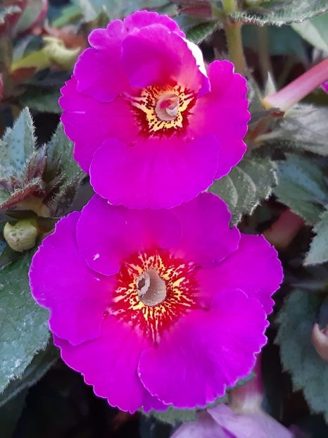 BriD’s 55-19 - Achi din semințe BriDs 2019