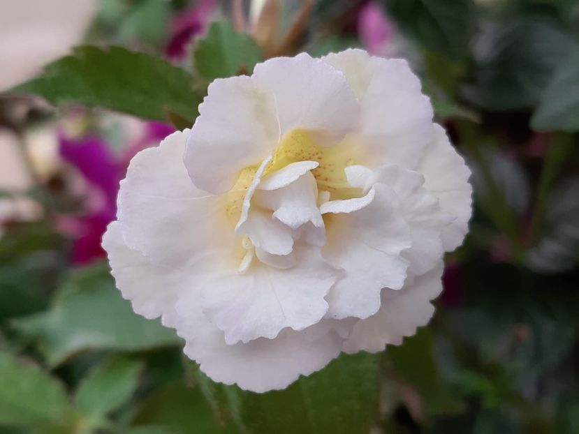 BriD’s 86-19 - Achi din semințe BriDs 2019