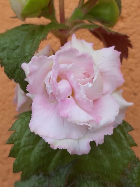 BriD’s Rosemarie - Achi din semințe BriDs 2019