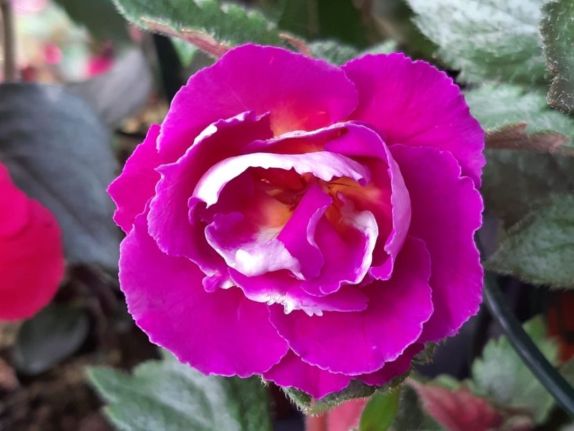 BriD’s Adie - Achi din semințe BriDs 2019