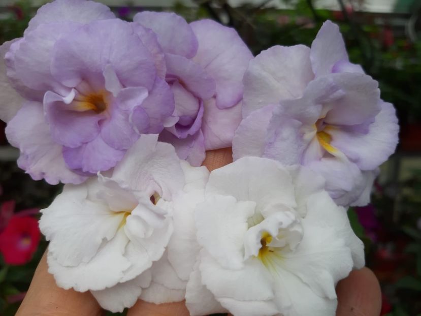 BriD’s Schneewittchen - Achi din semințe BriDs 2019