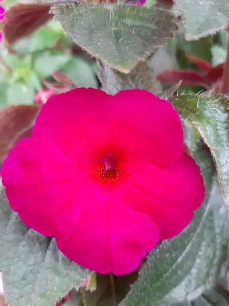  - Achi din semințe BriDs 2019