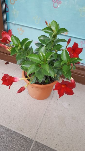  - dipladenia