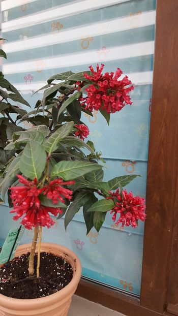  - Cestrum newellii