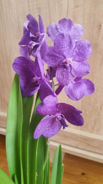  - vanda