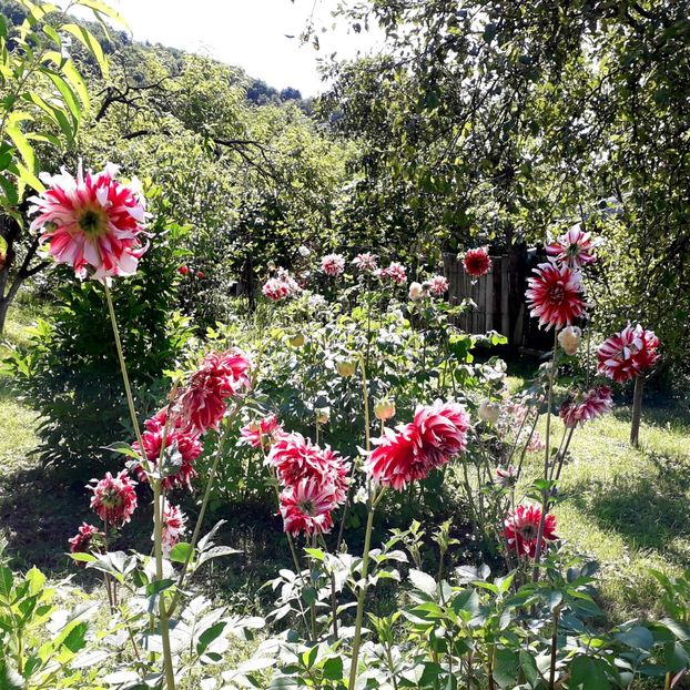  - AAAA_DALII 2015_2017_2018_2019_2020_2023