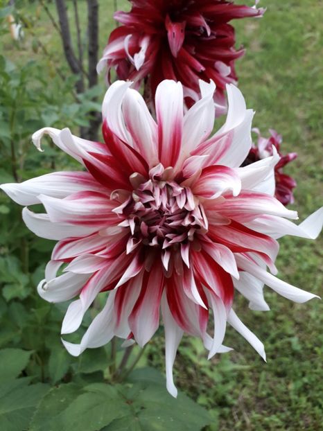  - AAAA_DALII 2015_2017_2018_2019_2020_2023