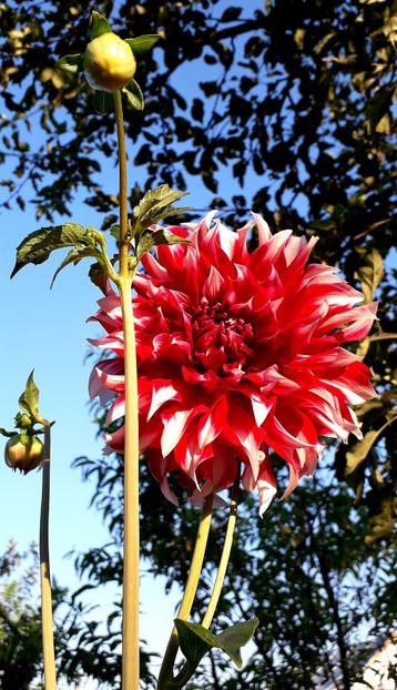  - AAAA_DALII 2015_2017_2018_2019_2020_2023