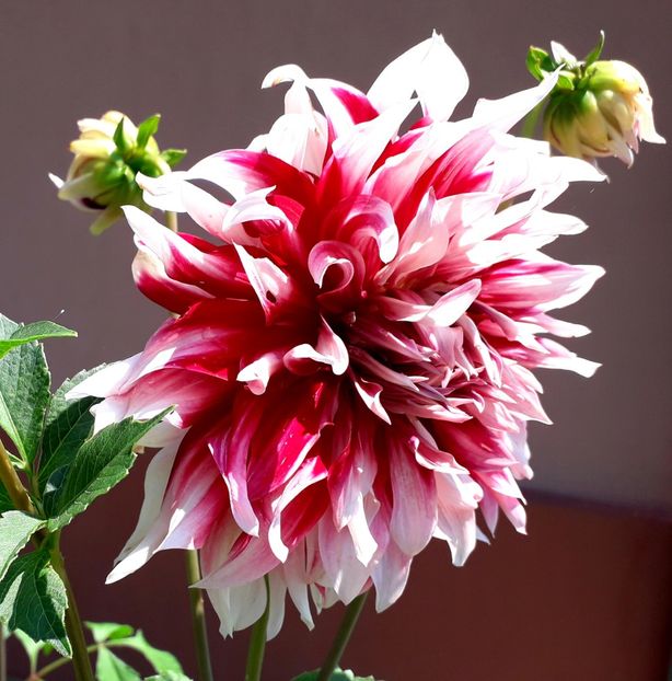  - AAAA_DALII 2015_2017_2018_2019_2020_2023