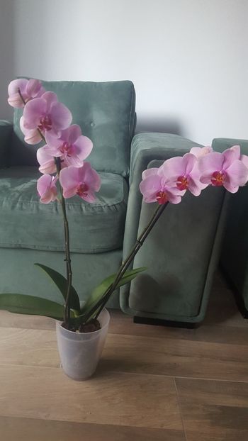  - phalaenopsis