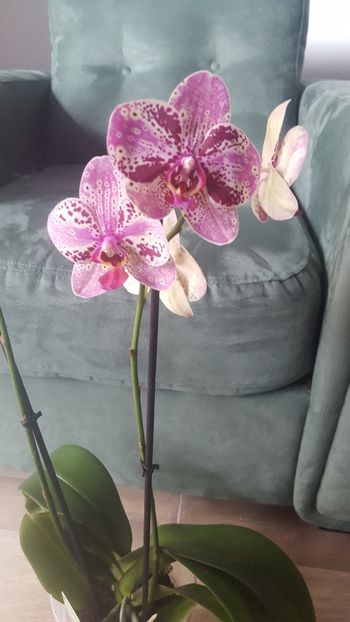 Frontera - phalaenopsis