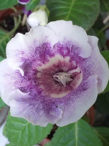 Dozdhinka - Gloxinii 2019
