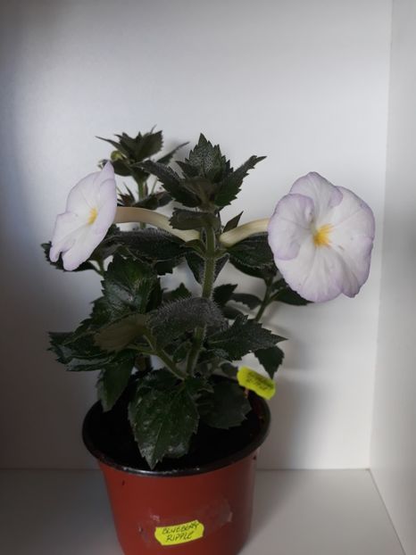  - R21 - Blueberry Ripple