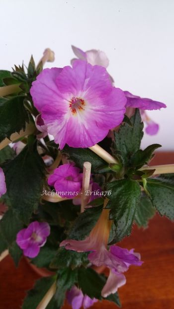 alte flori, dar tot nu m-au convins :) - Lavender English Rose