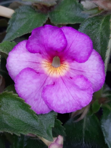 BriD’s Amadea - Achi din semințe BriDs 2019