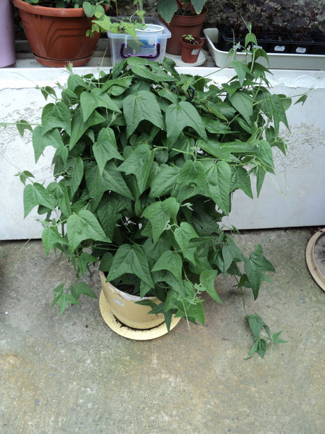 Capsularis , iun.2019 - PASSIFLORA