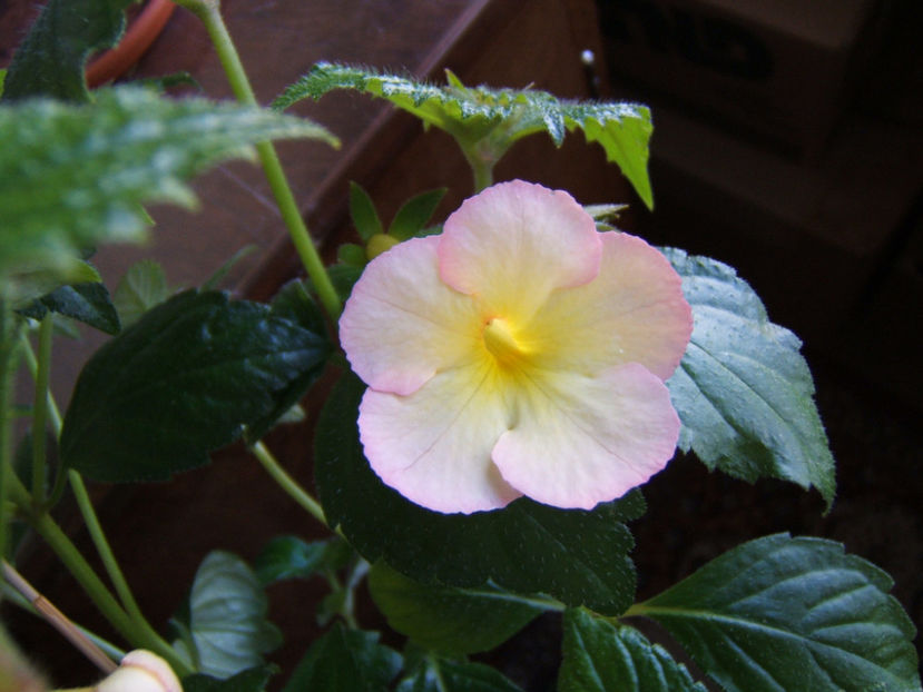 Sauline 2019 - Achimenes flori