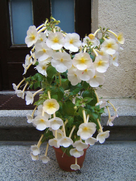 Sauline 2019 - Achimenes flori