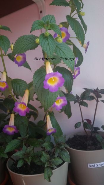  - BriD_s Estrella de Oro