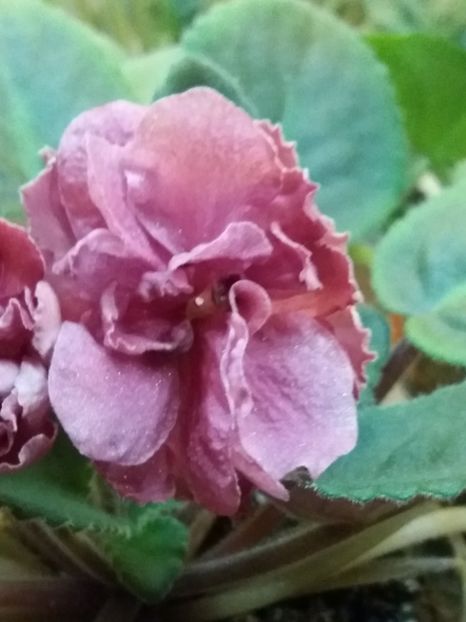  - ZZZLE Neapolitans Zakat