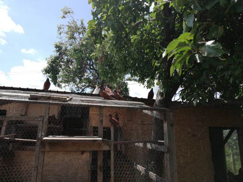  - ZBURATORI-DE-TÂRGOVIȘTE