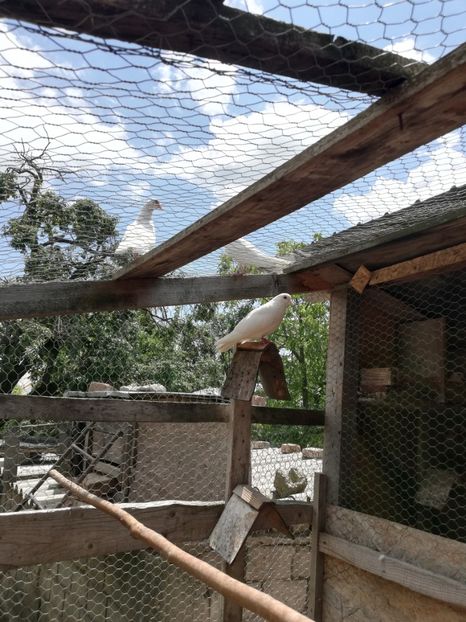  - ZBURATORI-DE-TÂRGOVIȘTE