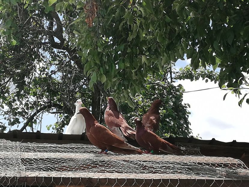  - ZBURATORI-DE-TÂRGOVIȘTE