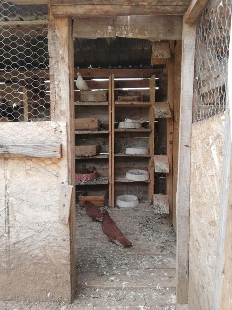  - ZBURATORI-DE-TÂRGOVIȘTE