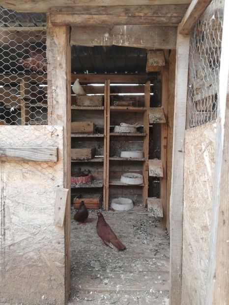  - ZBURATORI-DE-TÂRGOVIȘTE