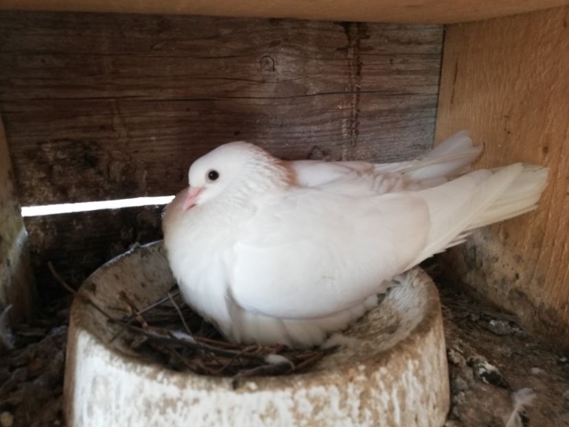  - ZBURATORI-DE-TÂRGOVIȘTE