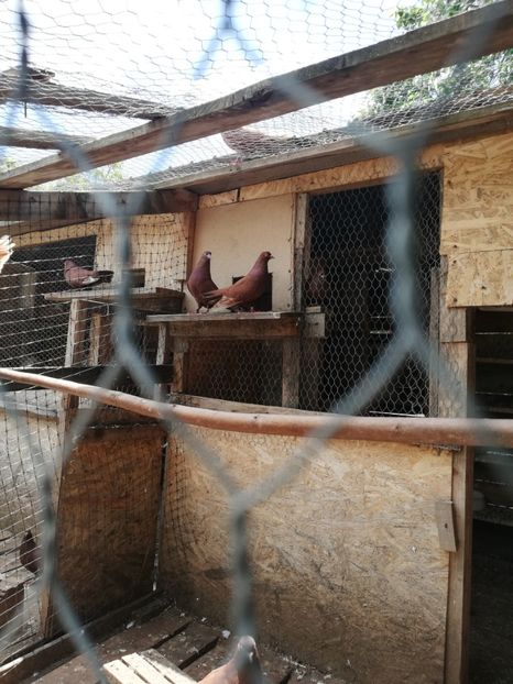  - ZBURATORI-DE-TÂRGOVIȘTE