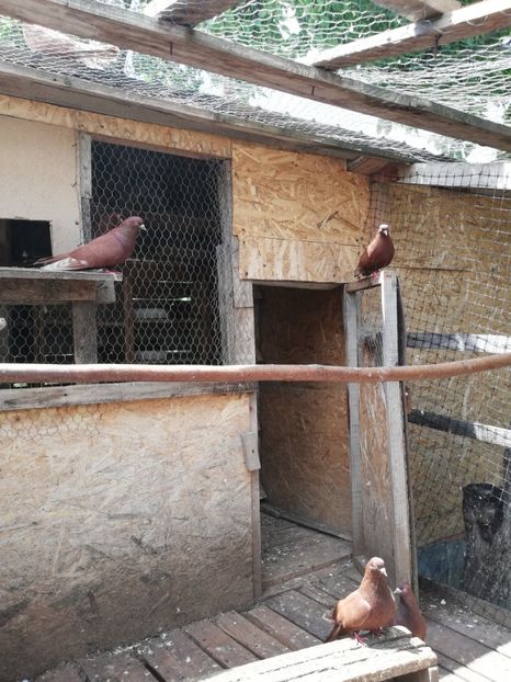  - ZBURATORI-DE-TÂRGOVIȘTE