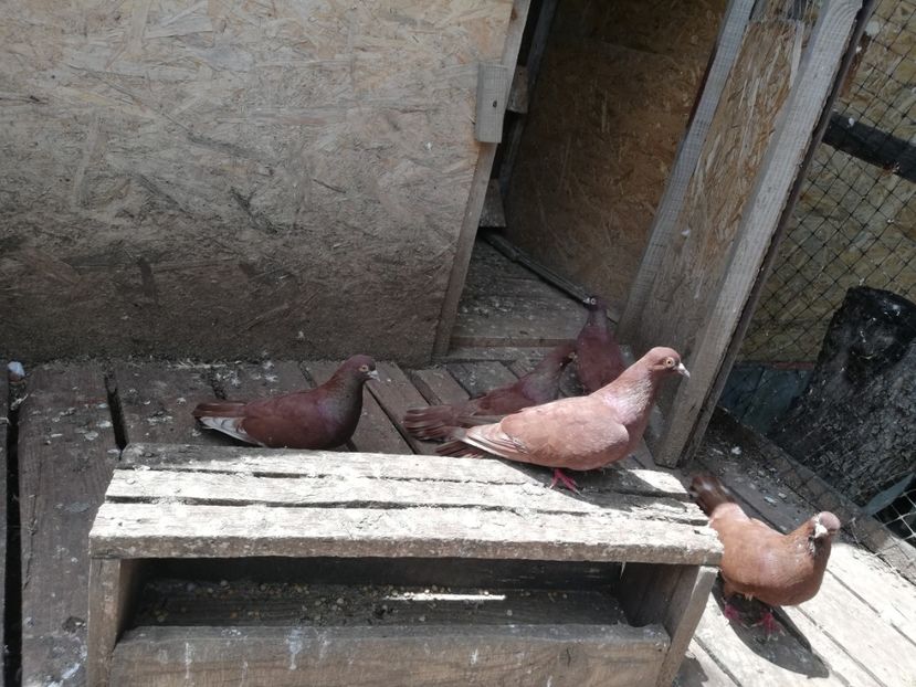  - ZBURATORI-DE-TÂRGOVIȘTE