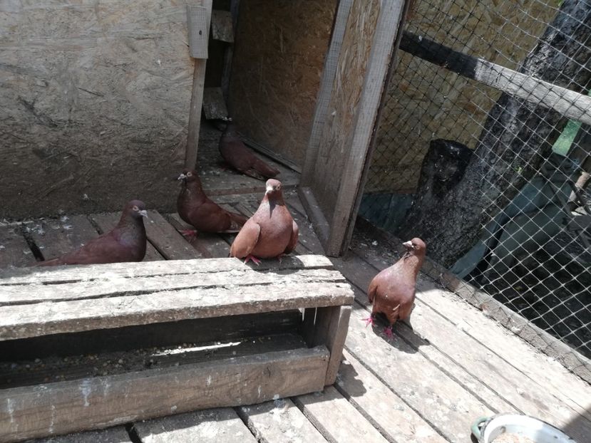  - ZBURATORI-DE-TÂRGOVIȘTE