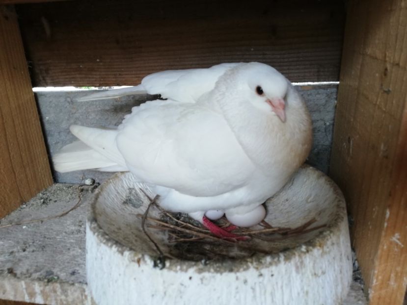  - ZBURATORI-DE-TÂRGOVIȘTE