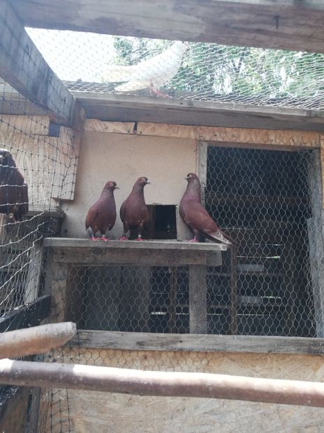  - ZBURATORI-DE-TÂRGOVIȘTE