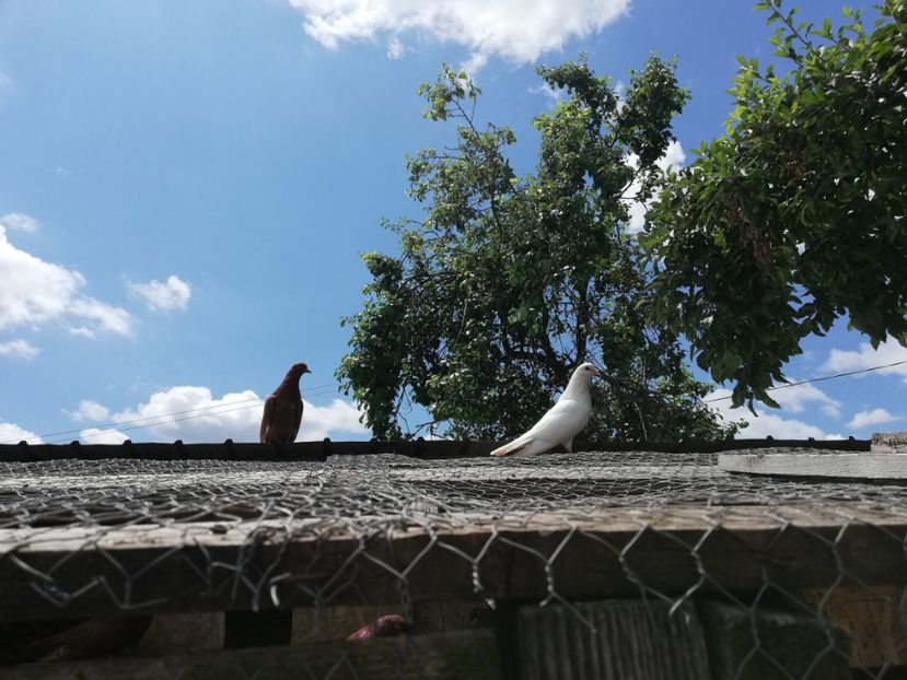  - ZBURATORI-DE-TÂRGOVIȘTE