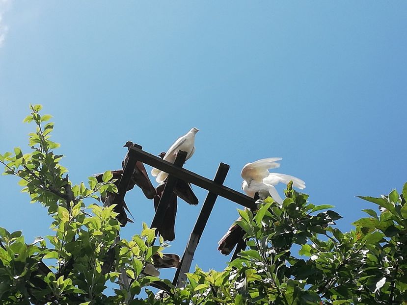  - ZBURATORI-DE-TÂRGOVIȘTE