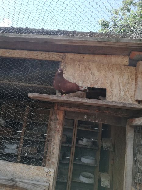  - ZBURATORI-DE-TÂRGOVIȘTE