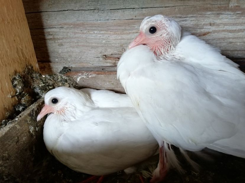  - ZBURATORI-DE-TÂRGOVIȘTE