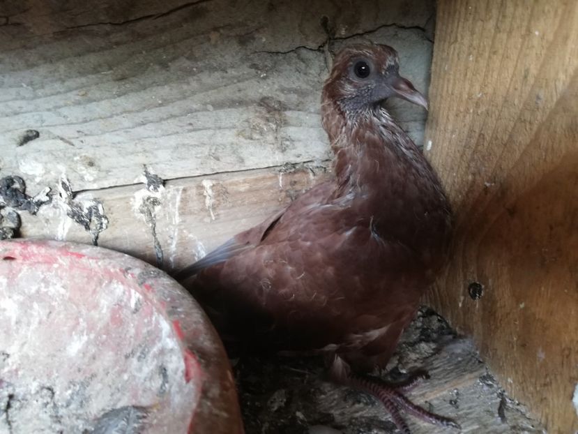  - ZBURATORI-DE-TÂRGOVIȘTE