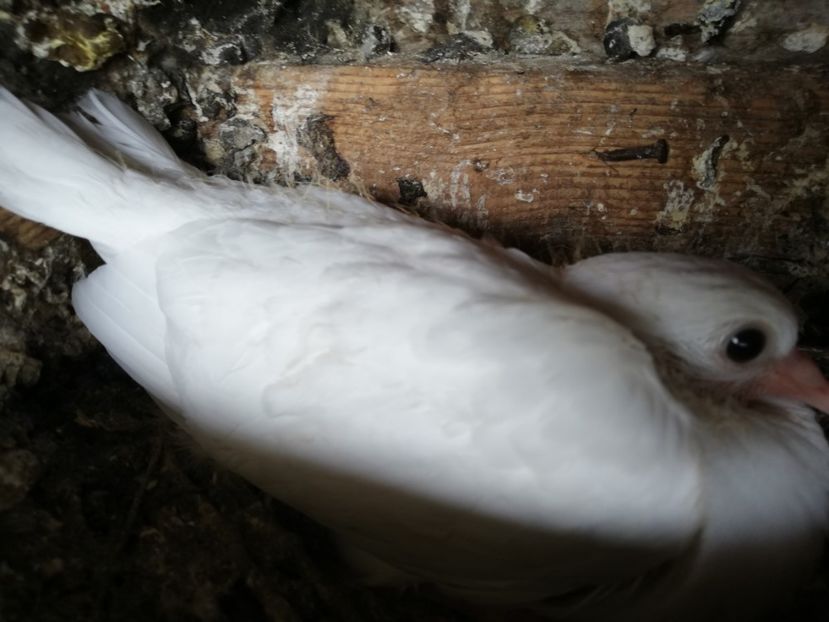  - ZBURATORI-DE-TÂRGOVIȘTE