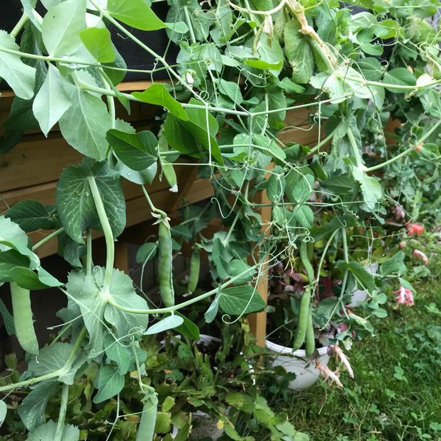  - Jurnalul gradinii 2019