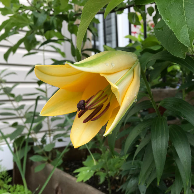  - Jurnalul gradinii 2019