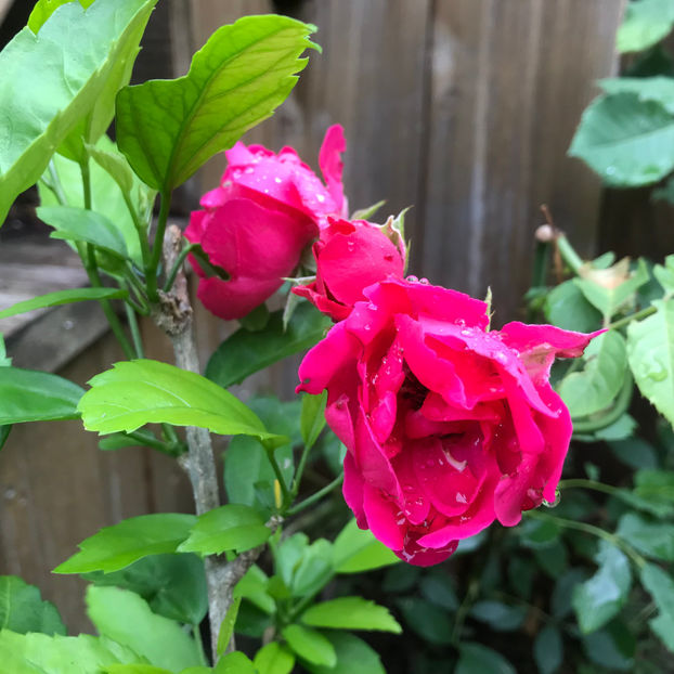  - Jurnalul gradinii 2019