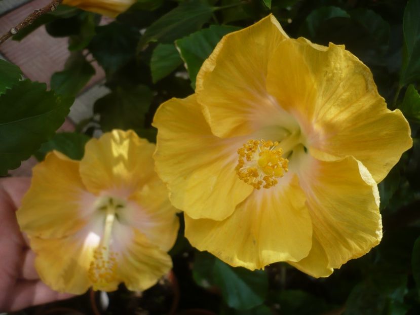 P1420201 - HIBISCUSI 2019-2
